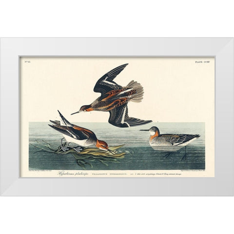Hyperborean phalarope White Modern Wood Framed Art Print by Audubon, John James