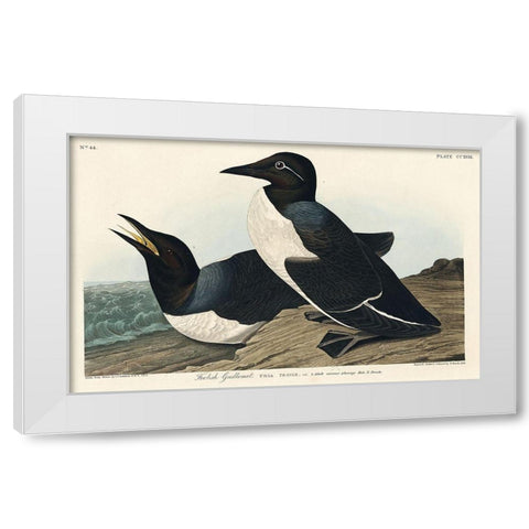 Foolish Guillemot White Modern Wood Framed Art Print by Audubon, John James