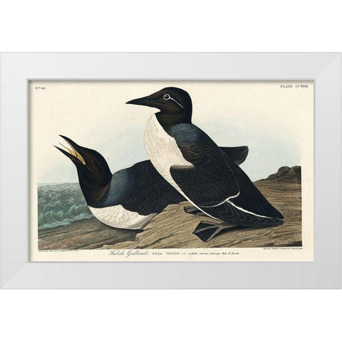 Foolish Guillemot White Modern Wood Framed Art Print by Audubon, John James