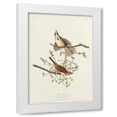 Song Sparrow White Modern Wood Framed Art Print by Audubon, John James