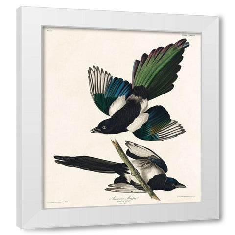 American Magpie White Modern Wood Framed Art Print by Audubon, John James