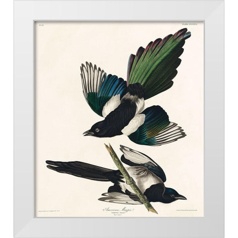 American Magpie White Modern Wood Framed Art Print by Audubon, John James