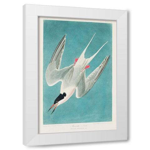 Roseate Tern White Modern Wood Framed Art Print by Audubon, John James