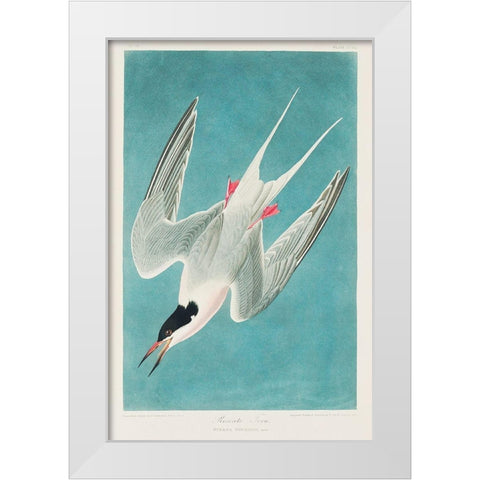 Roseate Tern White Modern Wood Framed Art Print by Audubon, John James