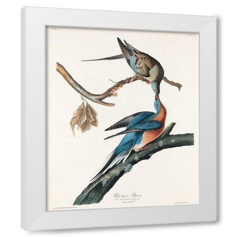 Passenger Pigeon White Modern Wood Framed Art Print by Audubon, John James