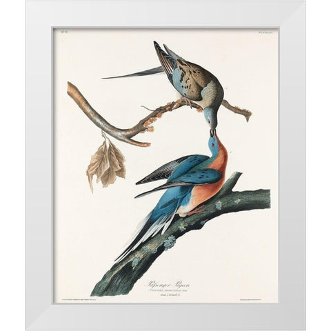 Passenger Pigeon White Modern Wood Framed Art Print by Audubon, John James