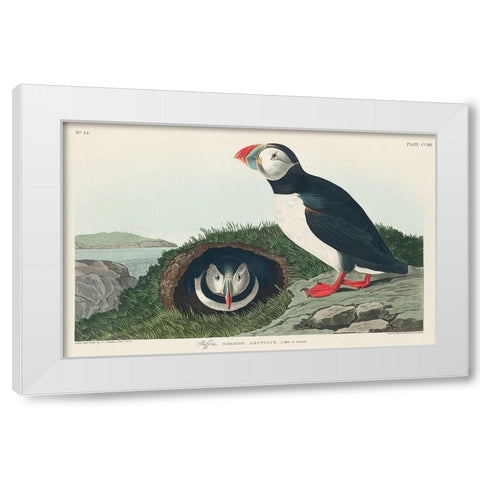 Puffin White Modern Wood Framed Art Print by Audubon, John James