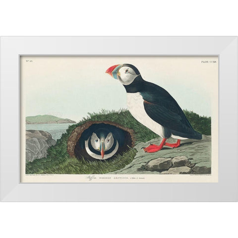 Puffin White Modern Wood Framed Art Print by Audubon, John James