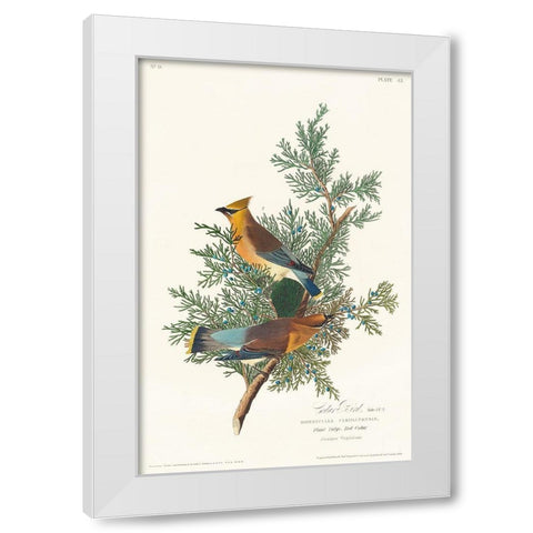 Cedar Bird White Modern Wood Framed Art Print by Audubon, John James
