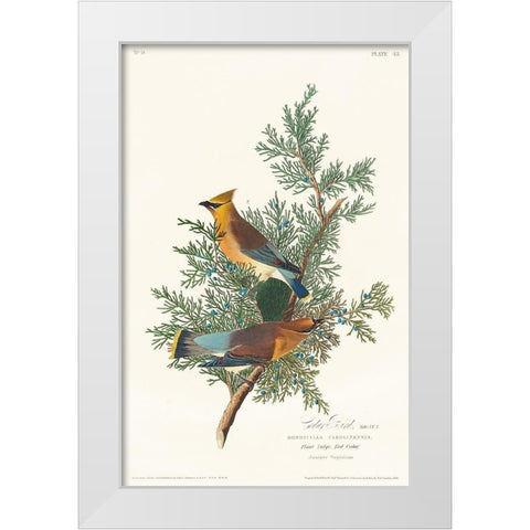 Cedar Bird White Modern Wood Framed Art Print by Audubon, John James