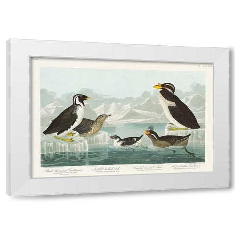 Black-throated Guillemot, Nobbed-billed Auk, Curled-crested Auk and Horned-billed Guillemot White Modern Wood Framed Art Print by Audubon, John James