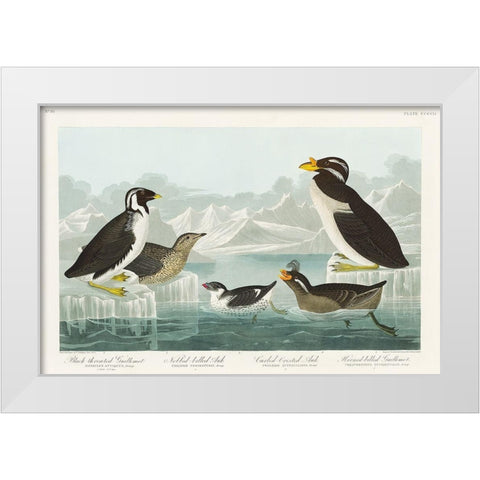 Black-throated Guillemot, Nobbed-billed Auk, Curled-crested Auk and Horned-billed Guillemot White Modern Wood Framed Art Print by Audubon, John James