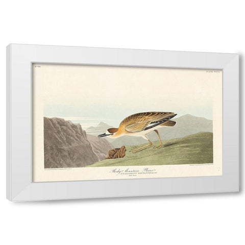 Rocky Mountain Plover White Modern Wood Framed Art Print by Audubon, John James