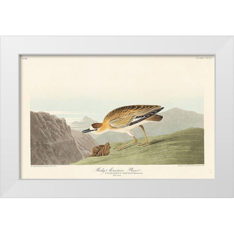 Rocky Mountain Plover White Modern Wood Framed Art Print by Audubon, John James