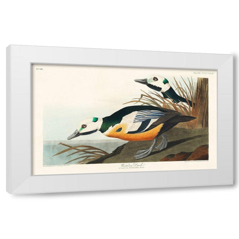 Western Duck White Modern Wood Framed Art Print by Audubon, John James