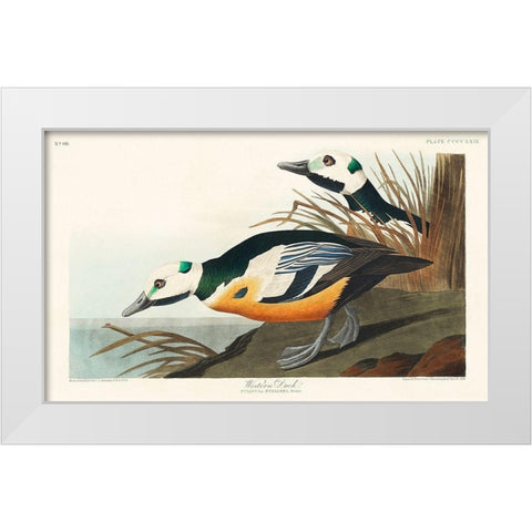Western Duck White Modern Wood Framed Art Print by Audubon, John James