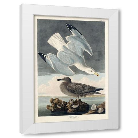 Herring Gull White Modern Wood Framed Art Print by Audubon, John James