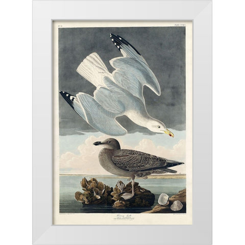 Herring Gull White Modern Wood Framed Art Print by Audubon, John James