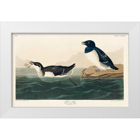 Little Auk White Modern Wood Framed Art Print by Audubon, John James