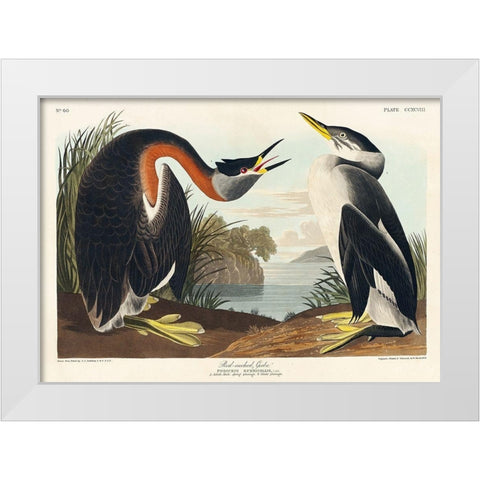 Red-necked Grebe White Modern Wood Framed Art Print by Audubon, John James