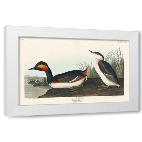 Eared Grebe White Modern Wood Framed Art Print by Audubon, John James