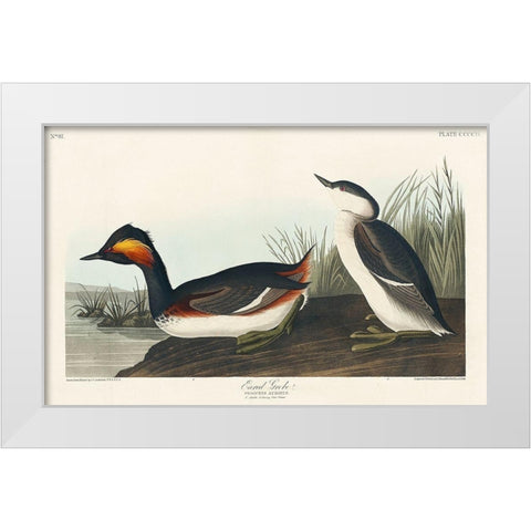 Eared Grebe White Modern Wood Framed Art Print by Audubon, John James