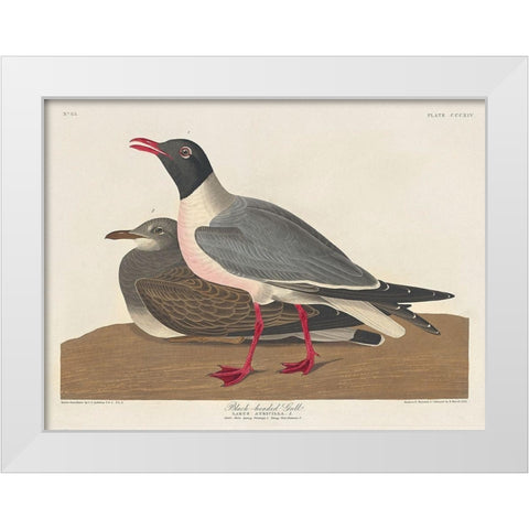 Black-headed Gull White Modern Wood Framed Art Print by Audubon, John James