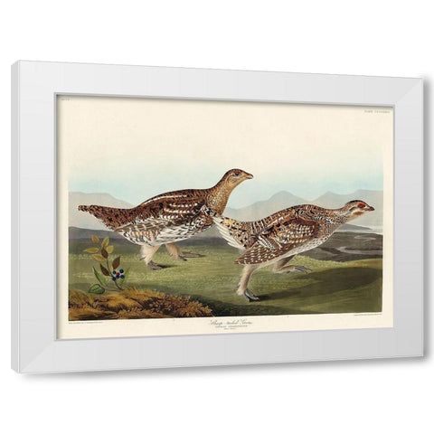 Sharp-tailed Grouse White Modern Wood Framed Art Print by Audubon, John James