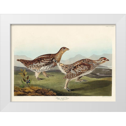 Sharp-tailed Grouse White Modern Wood Framed Art Print by Audubon, John James