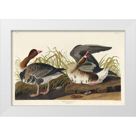 White-fronted Goose White Modern Wood Framed Art Print by Audubon, John James