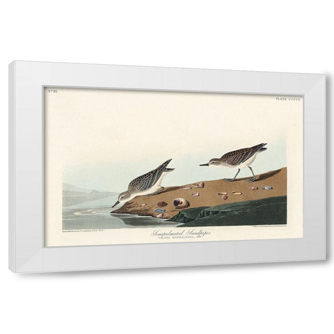 Semipalmated Sandpiper White Modern Wood Framed Art Print by Audubon, John James