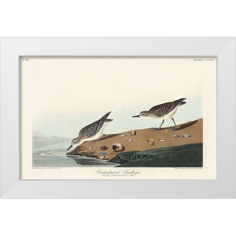 Semipalmated Sandpiper White Modern Wood Framed Art Print by Audubon, John James