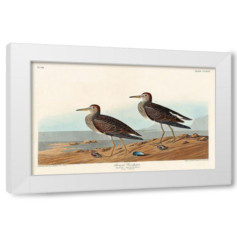 Pectoral Sandpiper White Modern Wood Framed Art Print by Audubon, John James