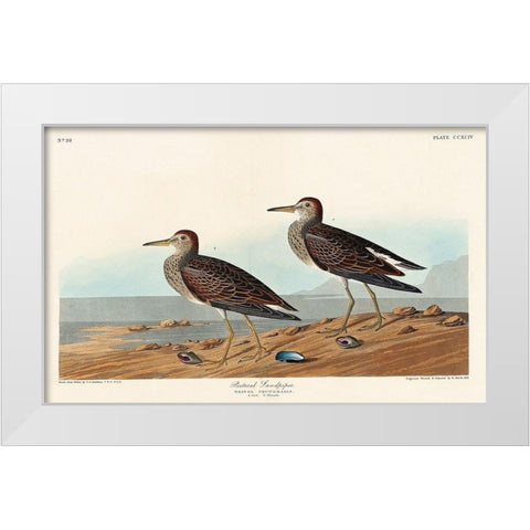Pectoral Sandpiper White Modern Wood Framed Art Print by Audubon, John James