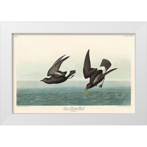 Least Stormy-Petrel White Modern Wood Framed Art Print by Audubon, John James