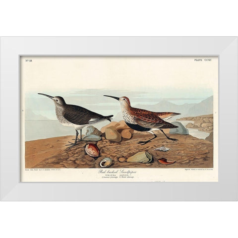 Red backed Sandpiper White Modern Wood Framed Art Print by Audubon, John James