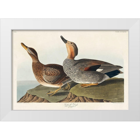 Gadwall Duck White Modern Wood Framed Art Print by Audubon, John James