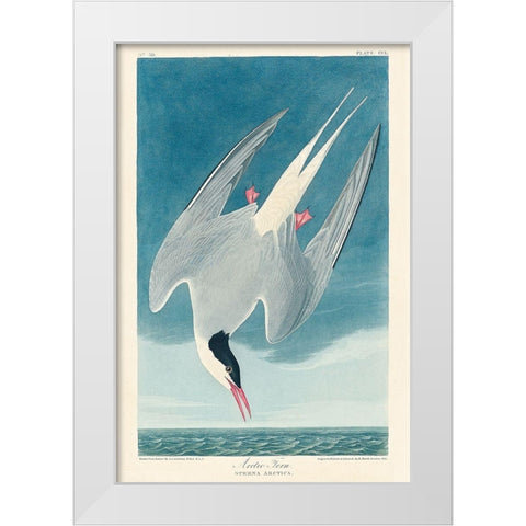 Arctic TernÂ  White Modern Wood Framed Art Print by Audubon, John James