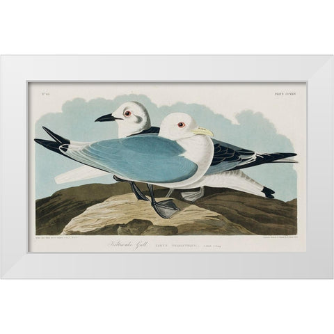 Kittiwake Gull White Modern Wood Framed Art Print by Audubon, John James