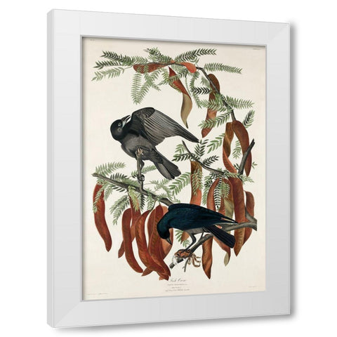 Fish Crow White Modern Wood Framed Art Print by Audubon, John James