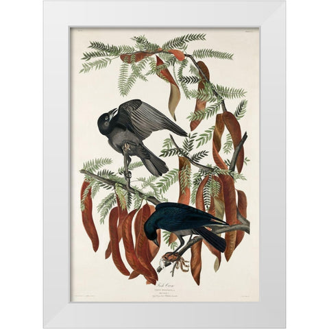Fish Crow White Modern Wood Framed Art Print by Audubon, John James