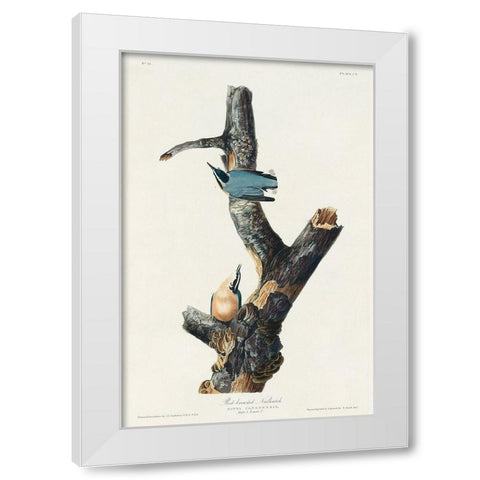 Red-breasted Nuthatch White Modern Wood Framed Art Print by Audubon, John James