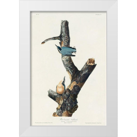 Red-breasted Nuthatch White Modern Wood Framed Art Print by Audubon, John James