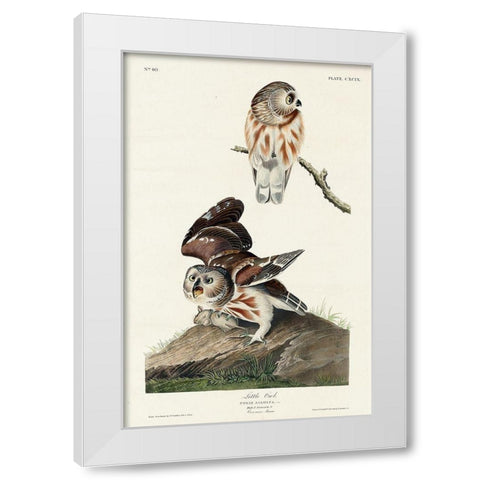 Little Owl White Modern Wood Framed Art Print by Audubon, John James