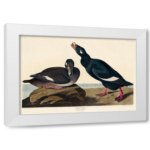 Velvet Duck White Modern Wood Framed Art Print by Audubon, John James