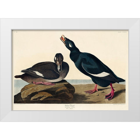 Velvet Duck White Modern Wood Framed Art Print by Audubon, John James