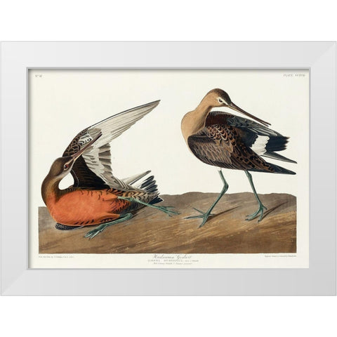 Hudsonian Godwit White Modern Wood Framed Art Print by Audubon, John James