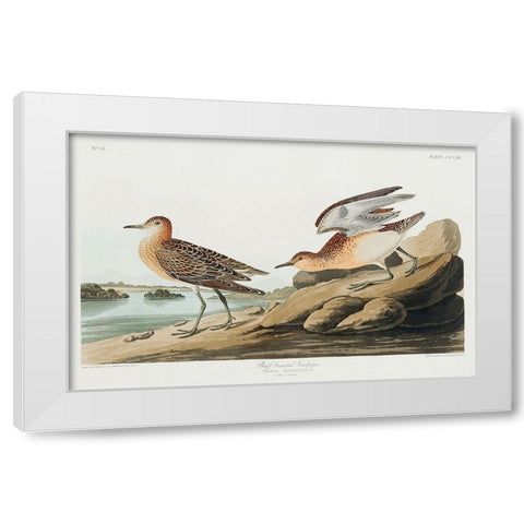 Buff breasted Sandpiper White Modern Wood Framed Art Print by Audubon, John James