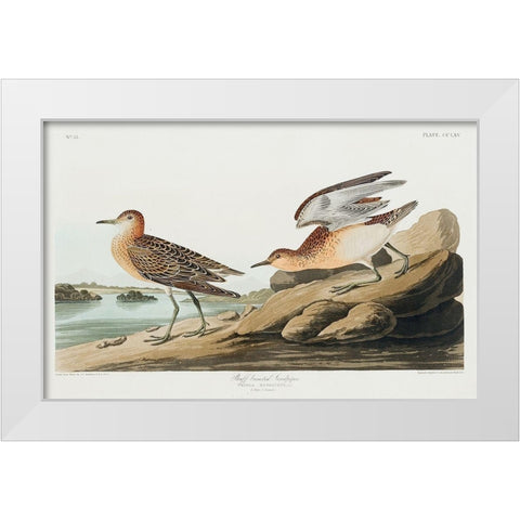 Buff breasted Sandpiper White Modern Wood Framed Art Print by Audubon, John James