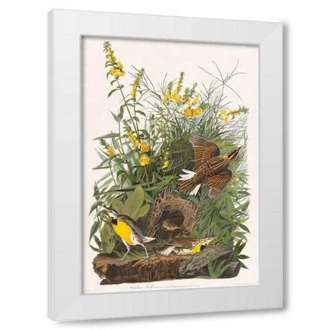 Meadow Lark White Modern Wood Framed Art Print by Audubon, John James